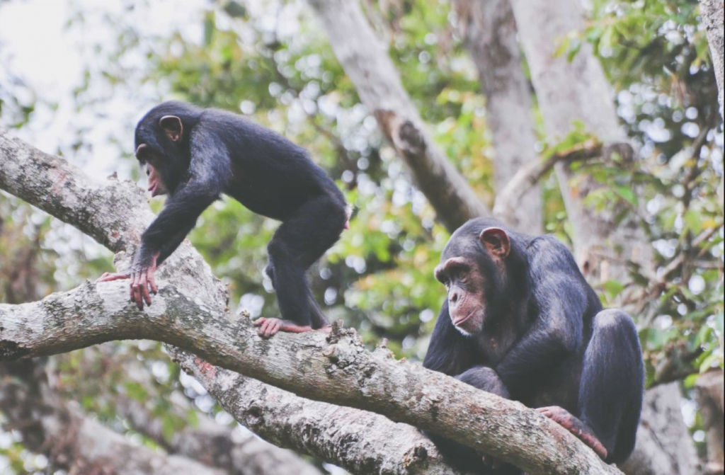 Chimpancés en Sierra Leona