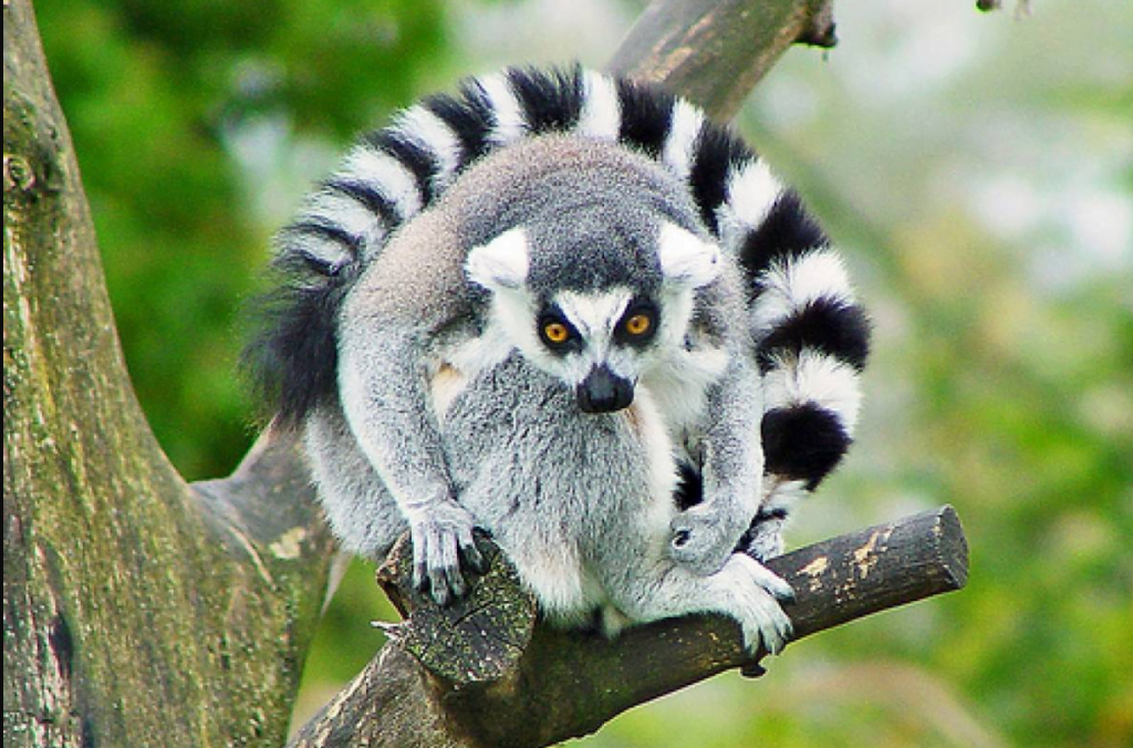 Lemures y su secreto del amor duradero