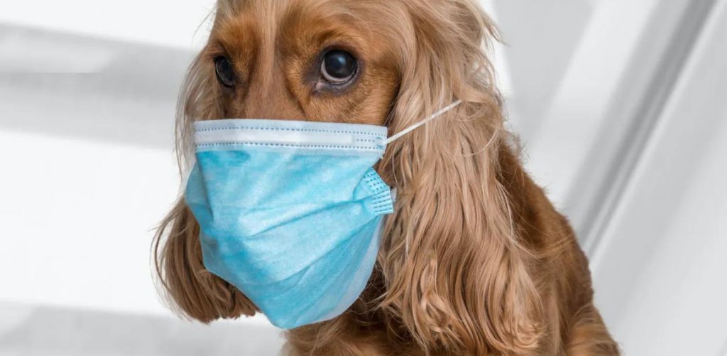 Un perro con mascarilla espera para recibir la primera vacuna para mascotas contra el coronavirus
