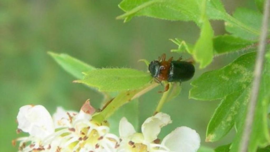 Imagen de la Chilotomina oberthuri hallada en Madrid
