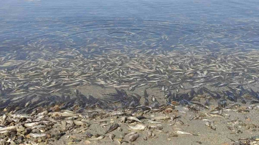 Peces muertos en el Mar Menor