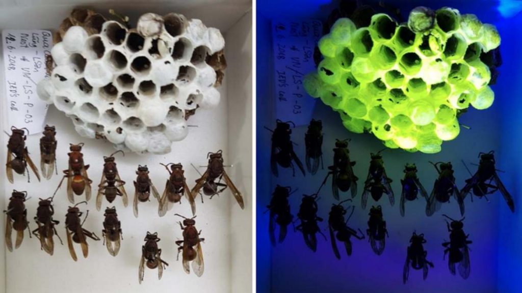 Nidos de avispas fluorescentes