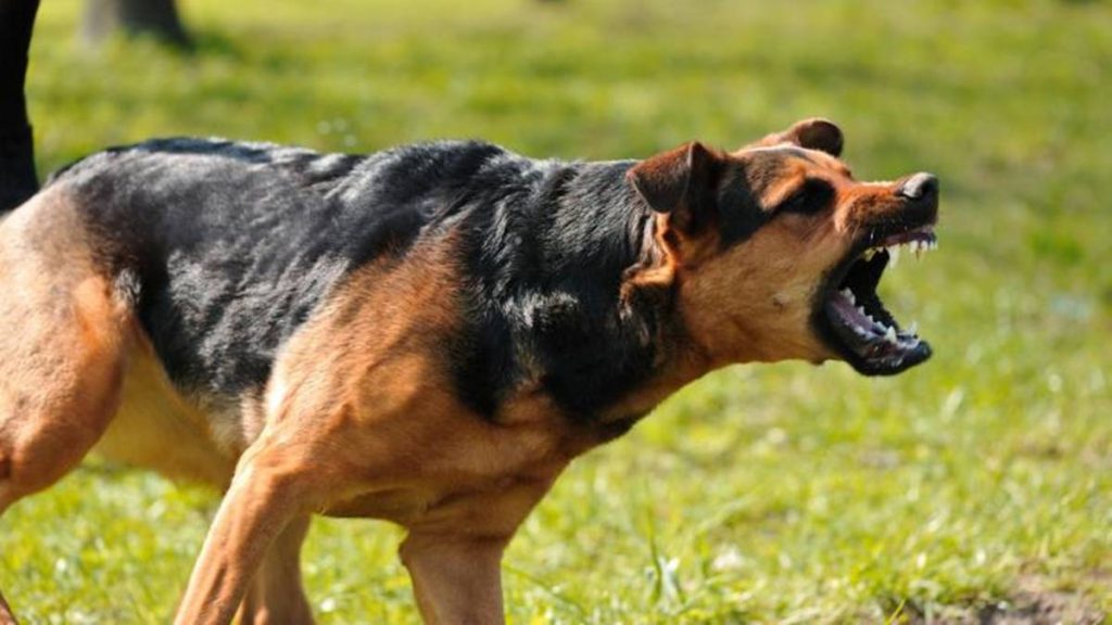 Jauría perros agresivos