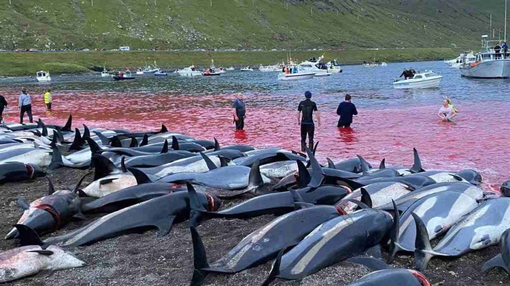 Matanza de delfines