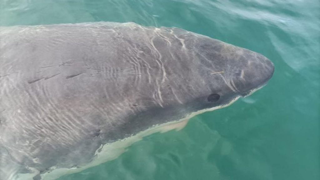Tiburón blanco en A Coruña