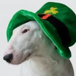 ¿Qué es lo que realmente se celebra el día de San Patricio?