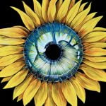 Carátula del tema de Pink Floyd
