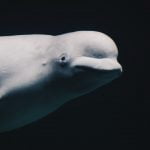 Francia, la beluga hallada en el rio Sena dada por muerta: de que van las crítica