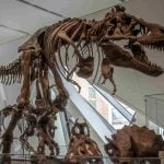 Nuevo descubrimiento por las sequías en Texas, huellas de dinosaurio de hace 113 millones de años