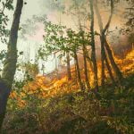 Francia, nuevos incendios en Gironda, suben a 30 000 las hectárea quemadas