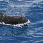 Salvan a docenas de ballenas después de que otras 200 murieran en la costa de Tasmania