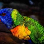 Estamos destruyendo el mundo, según la WWF 69% de la fauna del planeta ha desaparecido desde 1970