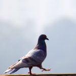 Bird Aren’t Real, el movimiento cuestiona su propia sátira con la manifestación más grande hasta ahora