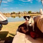 ¡Gino! Se convierte en el perro más viejo del mundo con 22 años