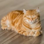 La gata más anciana del mundo es reconocida por el Guinness World Records