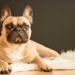 Sentencian al hombre que robo el perro de Lady Gaga a 21 años en prisión