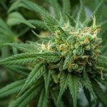 El estado de Nueva York regala licencias para vender marihuana a exconvictos