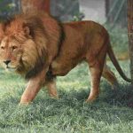 León que perdió su rugido encuentra nuevo hogar