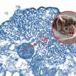 ¿Qué sabemos sobre el virus Nipah en India? ¿Podría convertirse en pandemia?